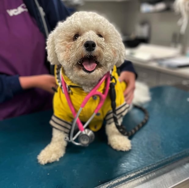 Images Shrewsbury Animal Hospital