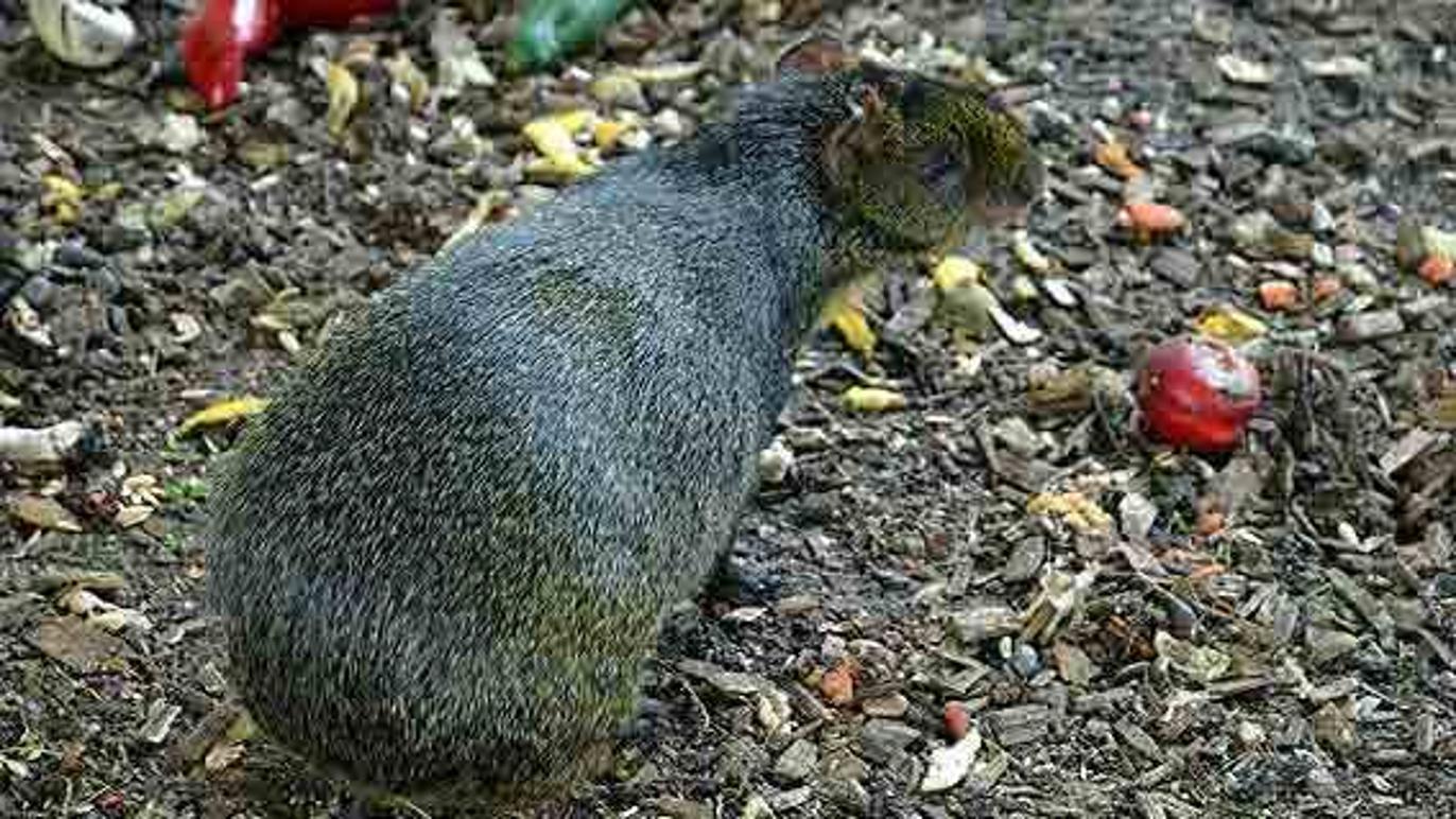 Images Fugle & Dyrehandler Arnfred M Madsen