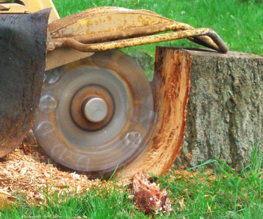 Chester Tree Care offers professional stump grinding services to efficiently remove unsightly tree stumps from your property. Our state-of-the-art equipment and skilled technicians ensure thorough stump removal, leaving your landscape smooth and free of obstacles. Whether it's a single stump or multiple, our stump grinding services provide a quick and effective solution for reclaiming your outdoor space.