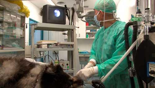 Images Centro Clínico Veterinario Zaragoza