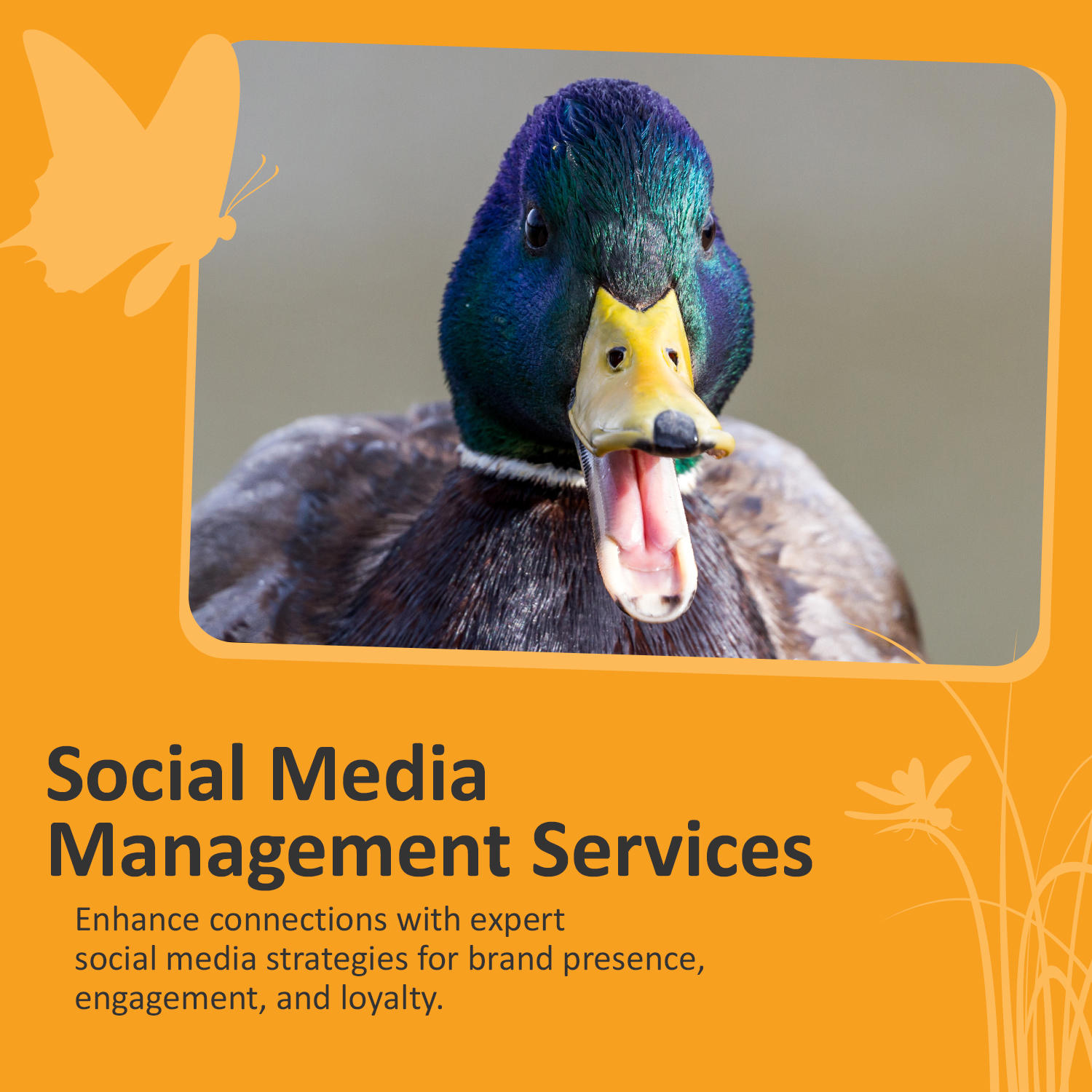 Tired of feeling like a sitting duck in the online world? Our Social media strategies are sure to increase engagement. Learn More: https://paraduxmedia.com