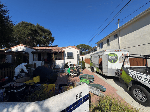 Images Green Rodent Restoration