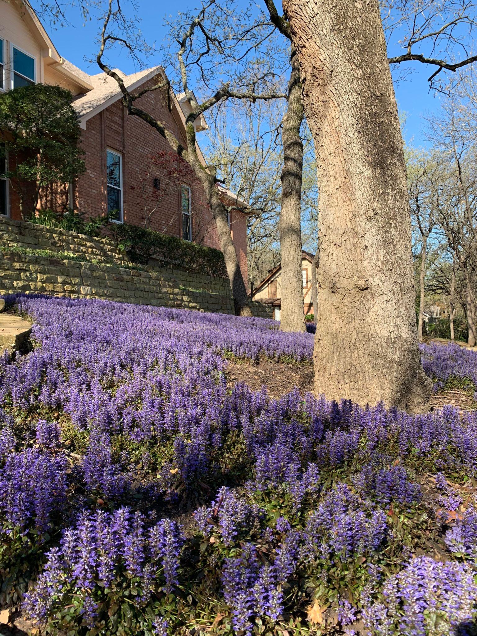 Smith Lawn and Tree