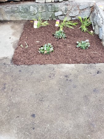 Images AAA PROFESSIONAL LAWN CARE