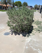 Zamora's Yard Cleanup And Junk Removal Services LLC Image