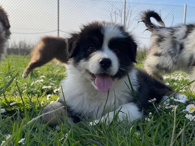 Images Rieshof Dogresort