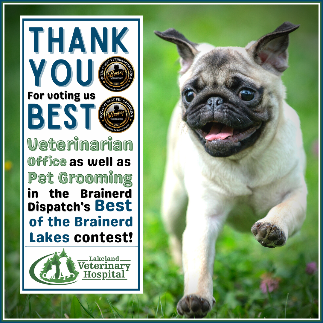 The entire team at Lakeland Veterinary Hospital would like to take a moment to thank you for voting us "Best Veterinarian Office and Best Pet Grooming." This honor means so much to us, and we look forward to continue providing only the BEST in veterinary medicine.