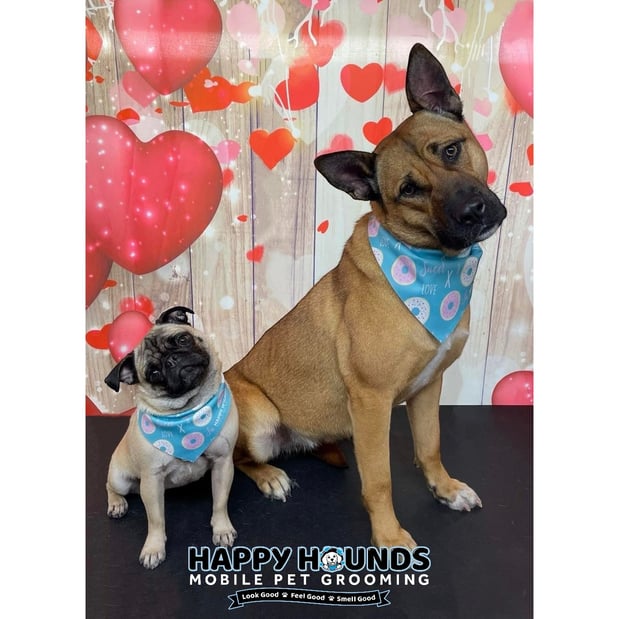 Images Happy Hounds Mobile Pet Grooming