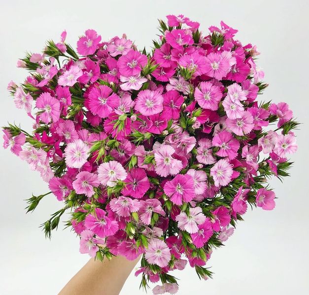 Images Carlos Floral