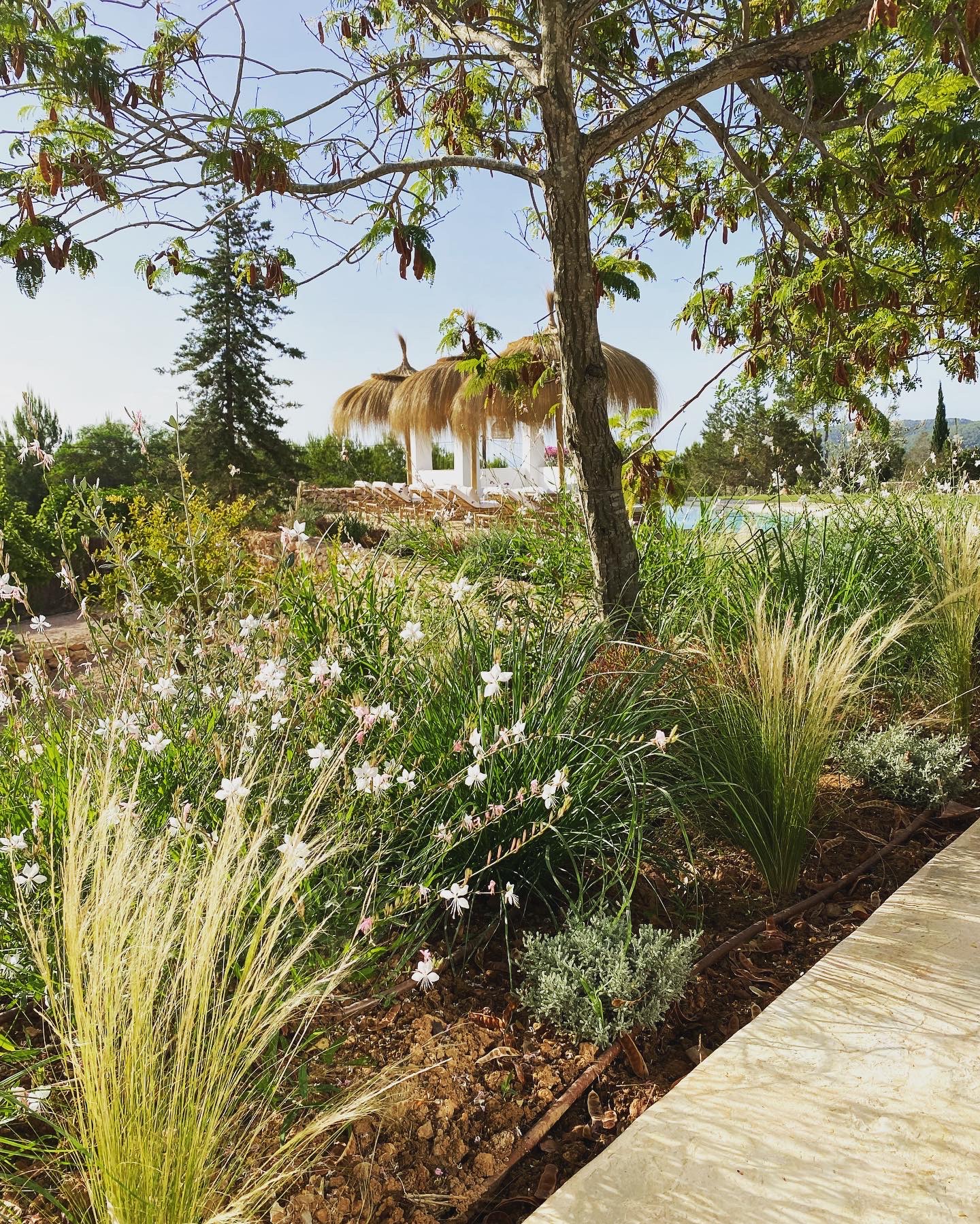 Images ARIANGARDENS. Jardineria y paisajismo profesional en Ibiza