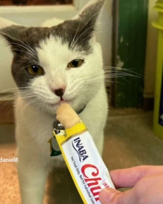 Images Animal Friends' Pampered Paws