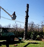 Images Tree Tops Tree Service Inc