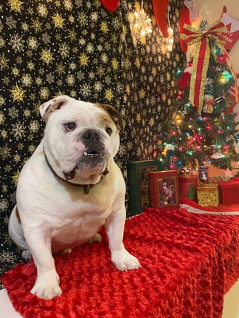 Images VCA Milliken Animal Hospital