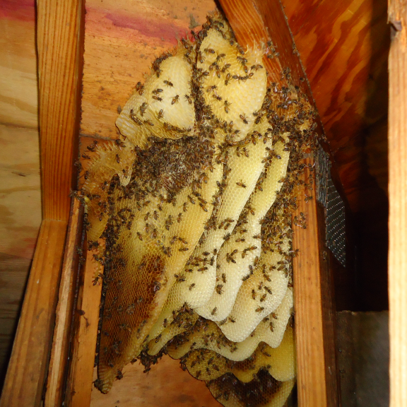 Florida beehive removal experts. 
Licensed & Insured