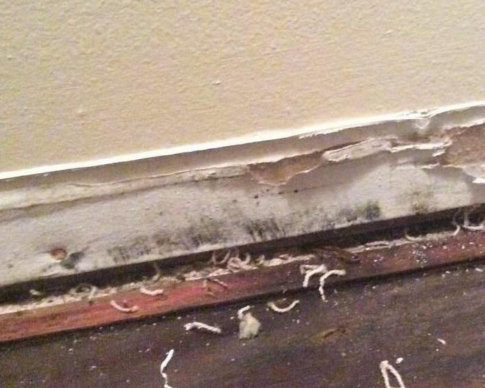 SERVPRO of Carthage/Joplin is equipped to handle any kind of restoration emergency in Carthage, MO. Any significant emergency involving mold cleanup can be handled by our highly skilled team. Reach out to us at any moment!