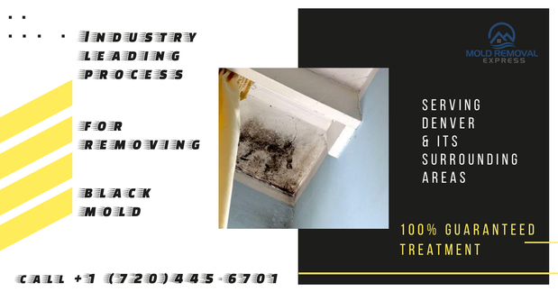 Images Mold Removal Express