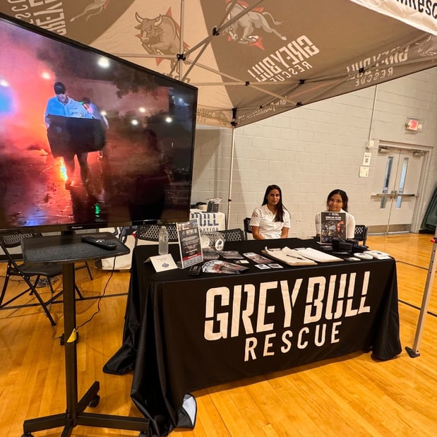Images Grey Bull Rescue Foundation