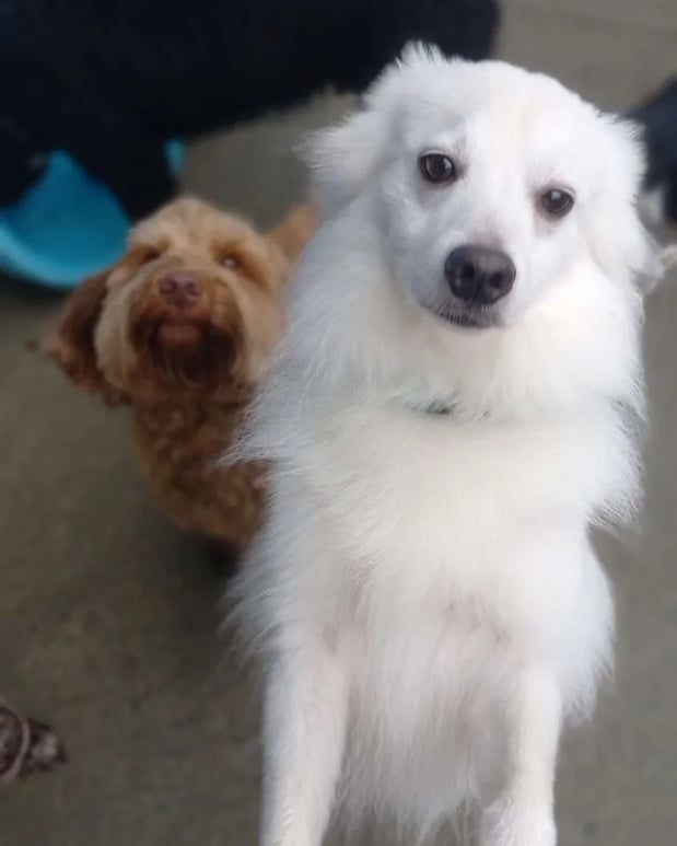 Images Wagging Tails Doggie Daycare & Boarding