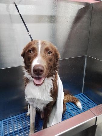 Images Well Groomed Pets McAllen