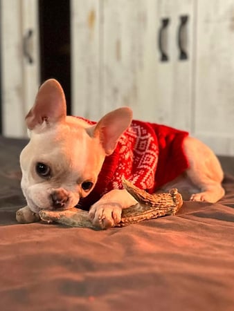 Images Leash and Love LLC