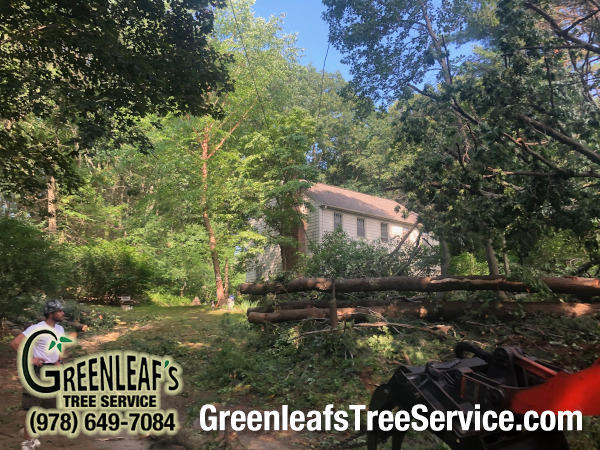 Greenleaf's Tree Service Photo