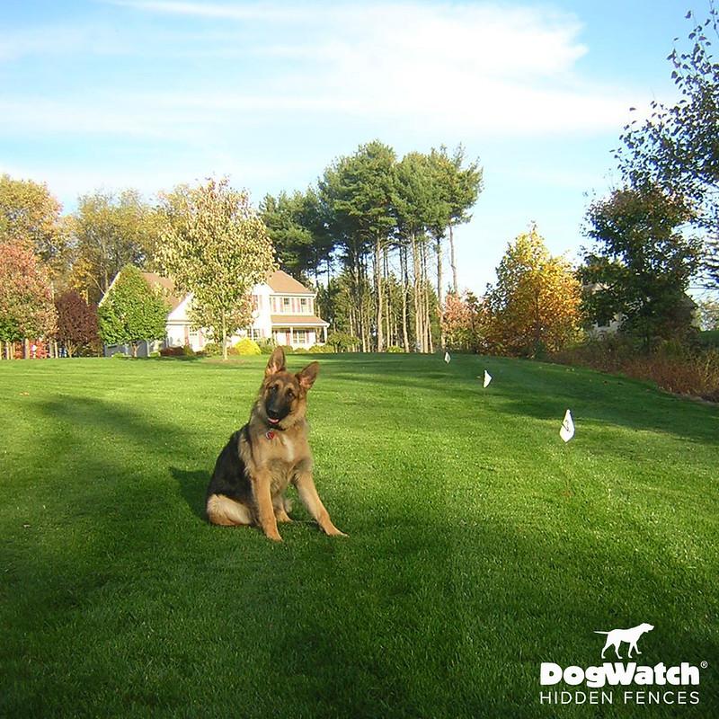 Images DogWatch by Top Dog Pet Fence