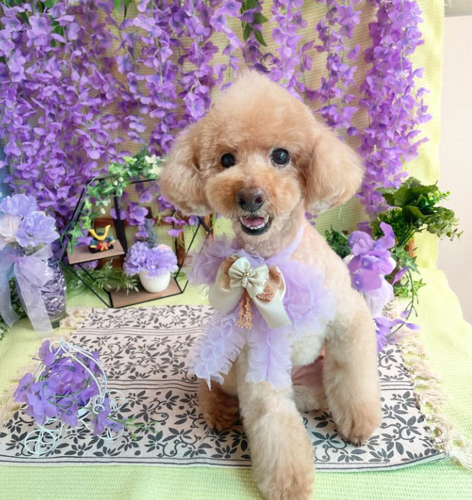 Images dog salon buku2
