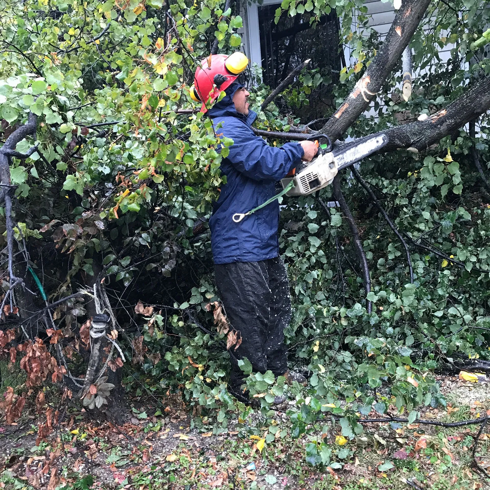 Malvern Tree Service Image