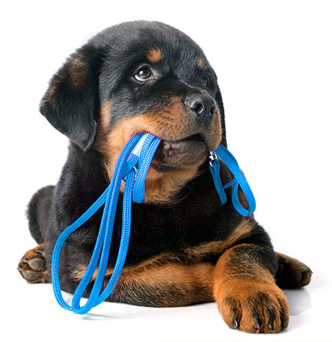 Images Veterinaria La Ribera