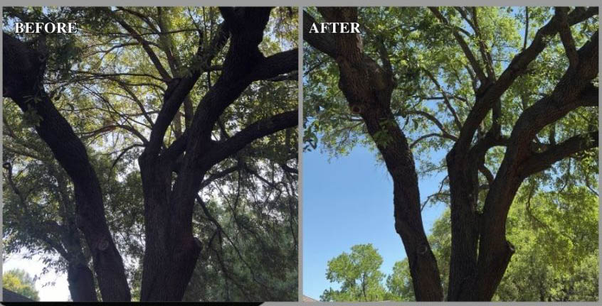 Tree Trimming in Denton