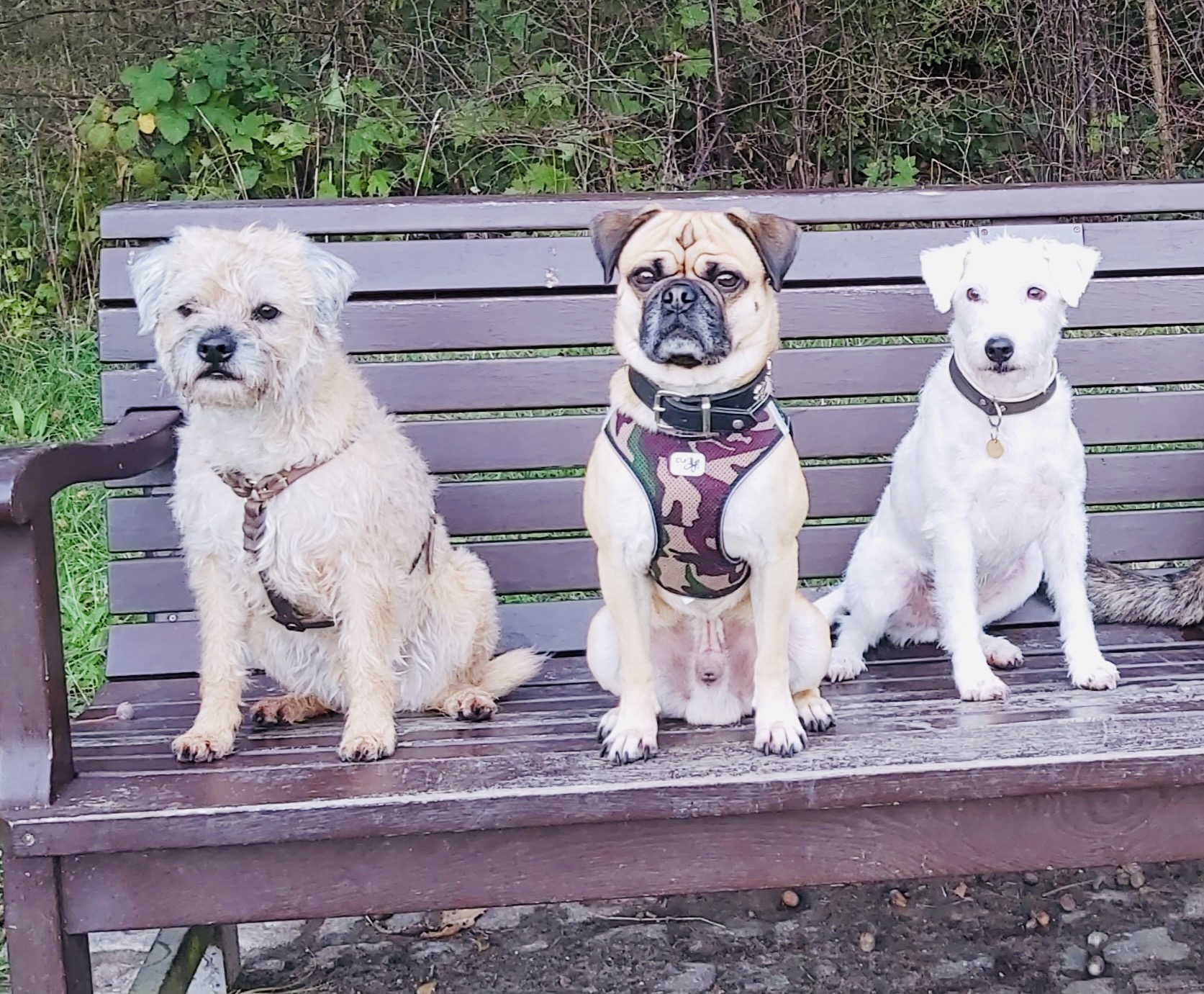 Hundecollege Hamburg, Farnstieg 9 in Hamburg