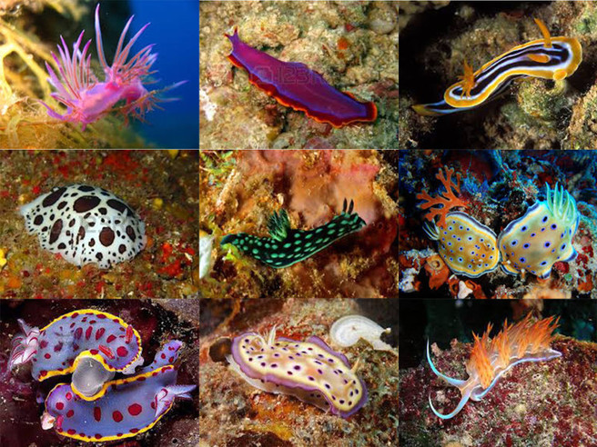 Images Coral Reef - Lavori Subacquei
