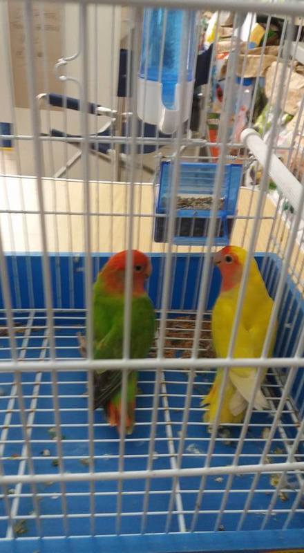 Hobby Natura Pet Shops Equipment And Supplies For Manufacture Wholesale In Partinico Address Schedule Reviews Tel 3487391 Infobel