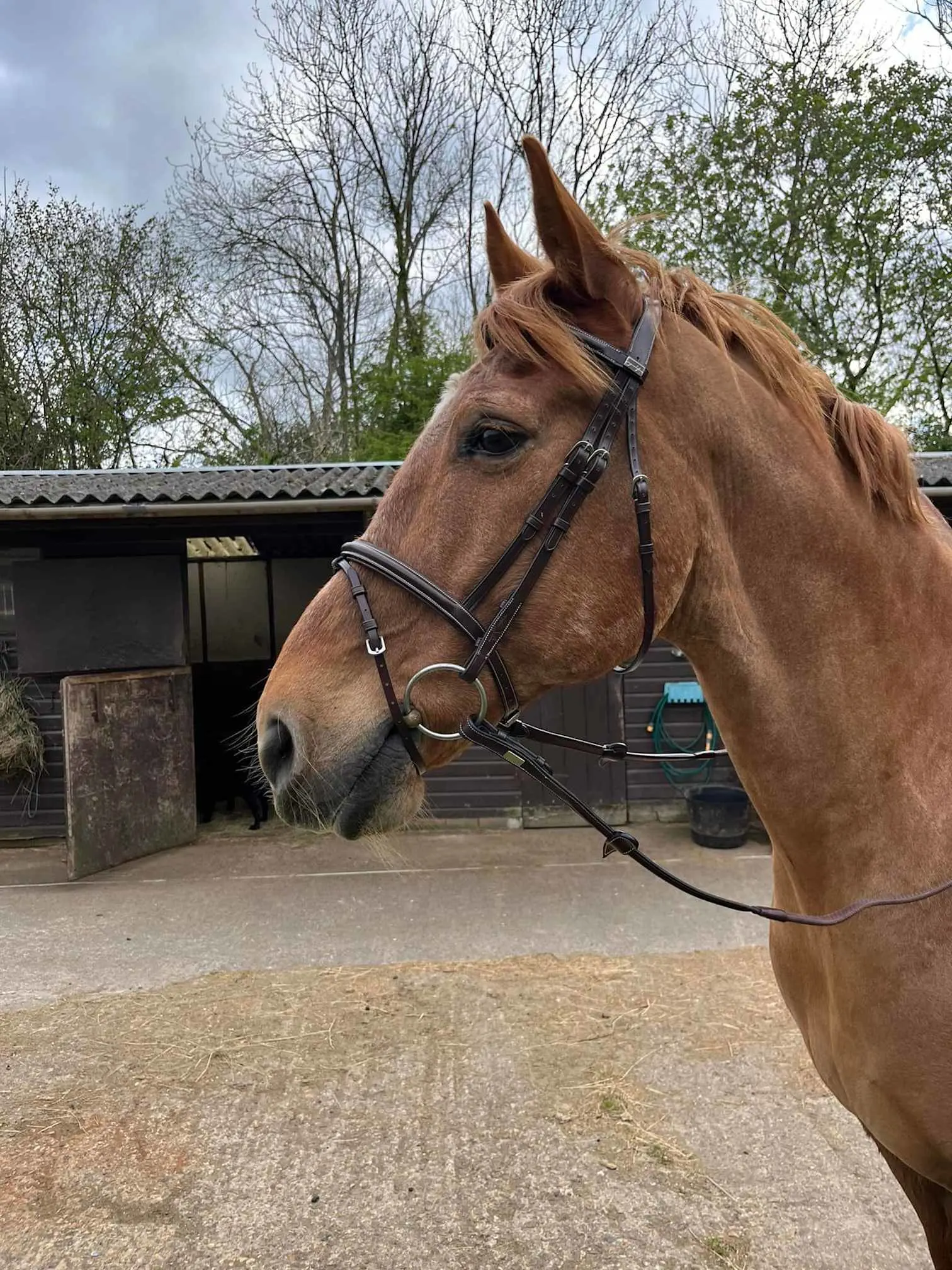 Images Mayfield Saddlery