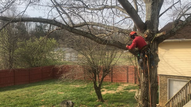 Images Poppen Tops Tree and Home Solutions