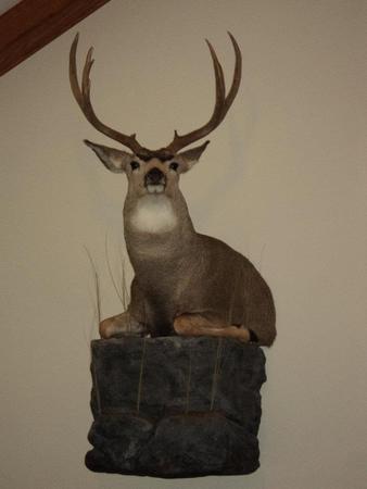 Images Twisted Tines Taxidermy