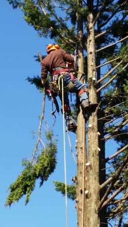 Images Keil Tree Experts Inc