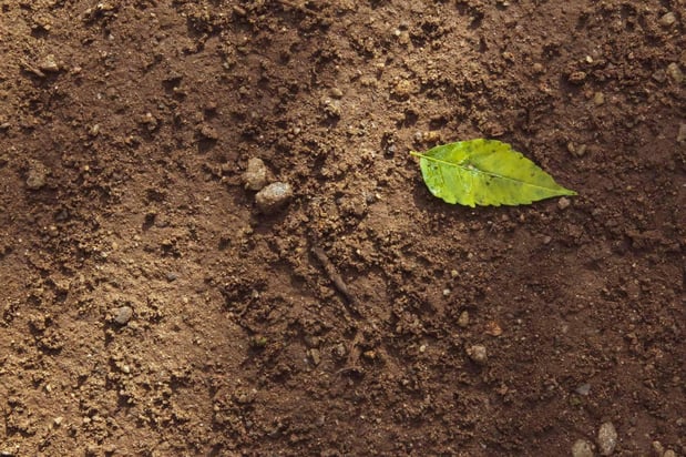 Images Jolly Green Tree and Shrub Care