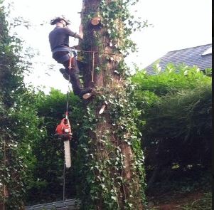 Shannonside Tree Services