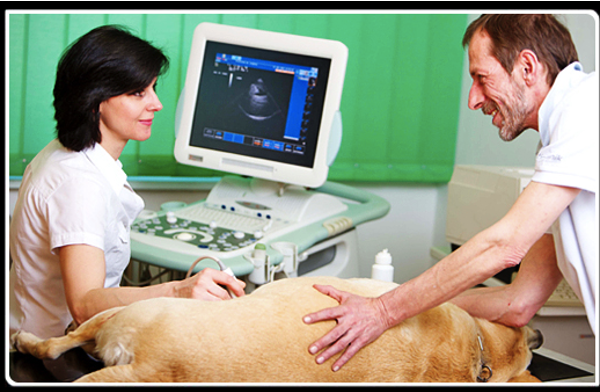 Tierklinik Dr. Krebitz GesnbR, Viktringer Ring 3 in Klagenfurt am Wörthersee