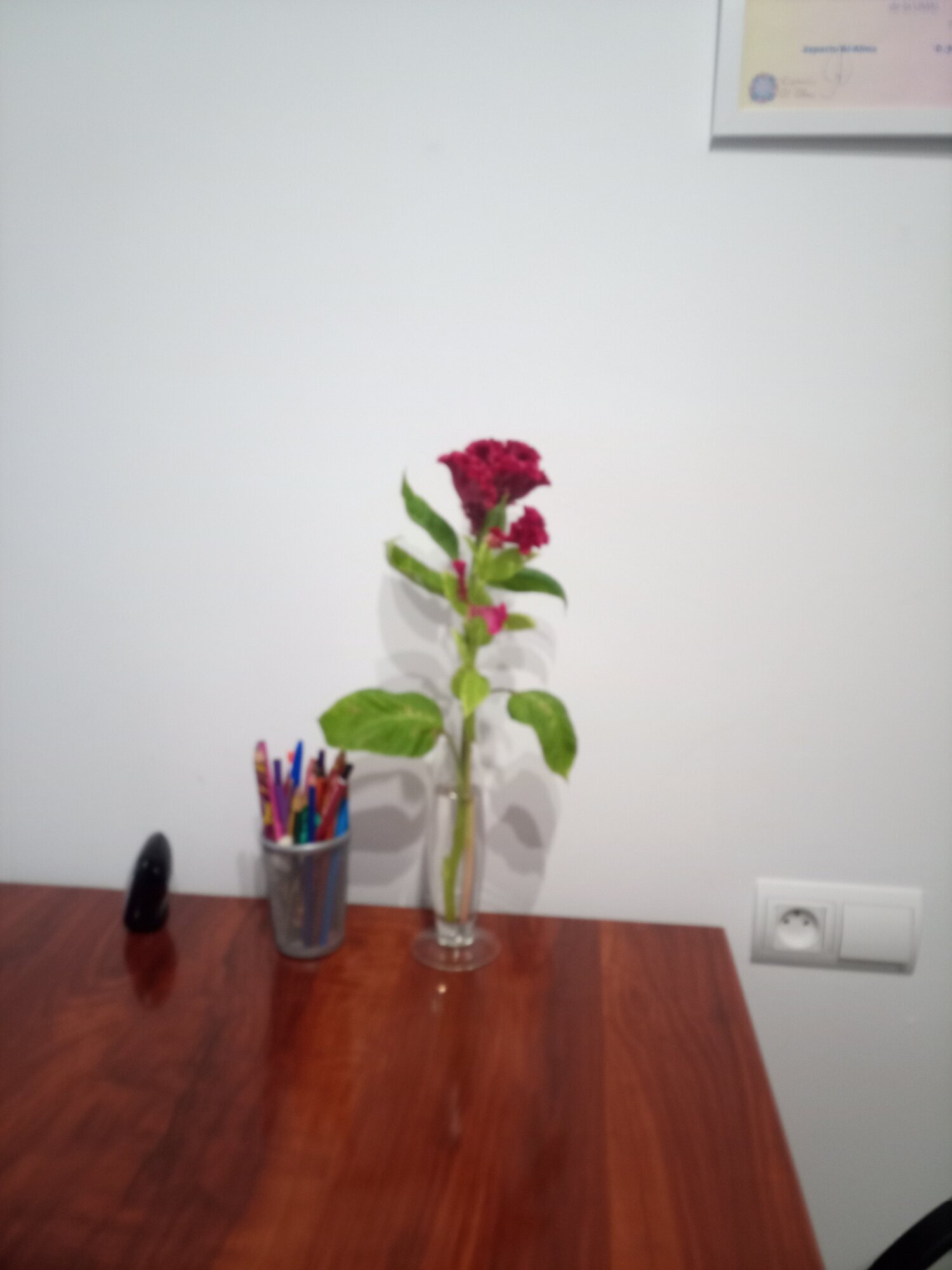 Images Sunutricionista