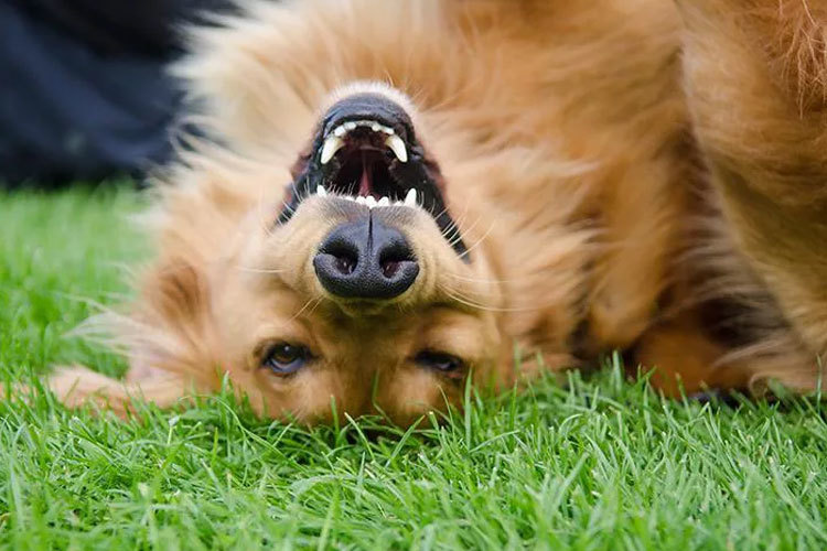 Images Thorsheim Hundehotell