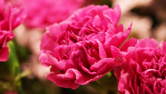 Blumenhaus Mäglin, Clarastrasse 50 in Basel