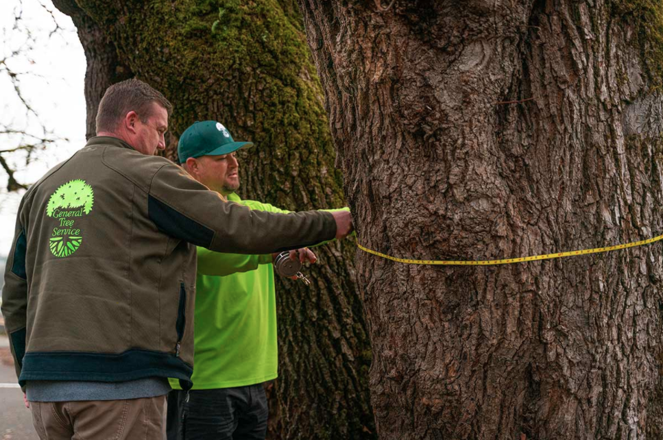 General Tree Service in Beaverton, OR - Tree Experts