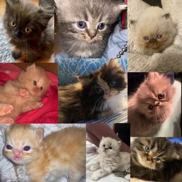 Images The Persian Lady