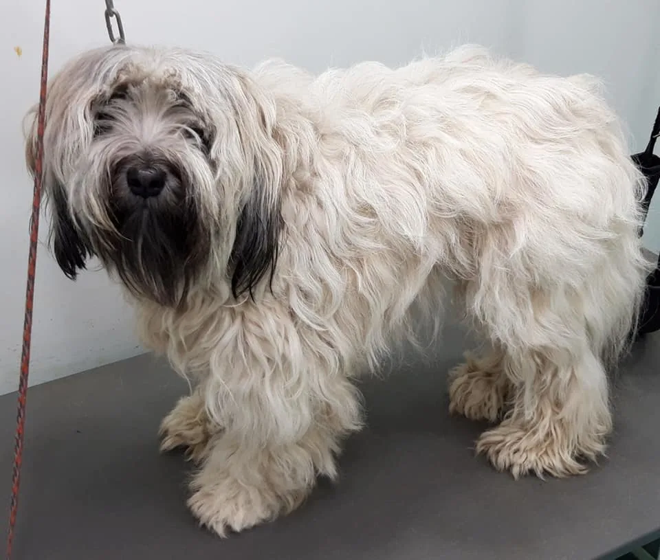 Images The Pawfectionist