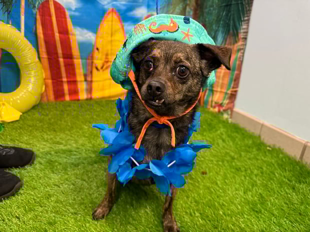 Images VCA Fleming Island Animal Hospital