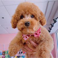 Woof Gang Bakery & Grooming  is a locally owned family operated business in  US States, Capitals, and Government Links Florida. We are a one-stop pet store offering a personalized customer experience to every visitor that walks through our door.
