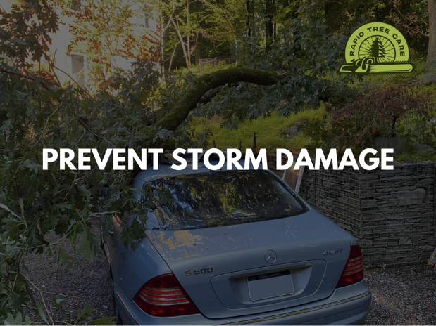 Images Rapid Tree Care