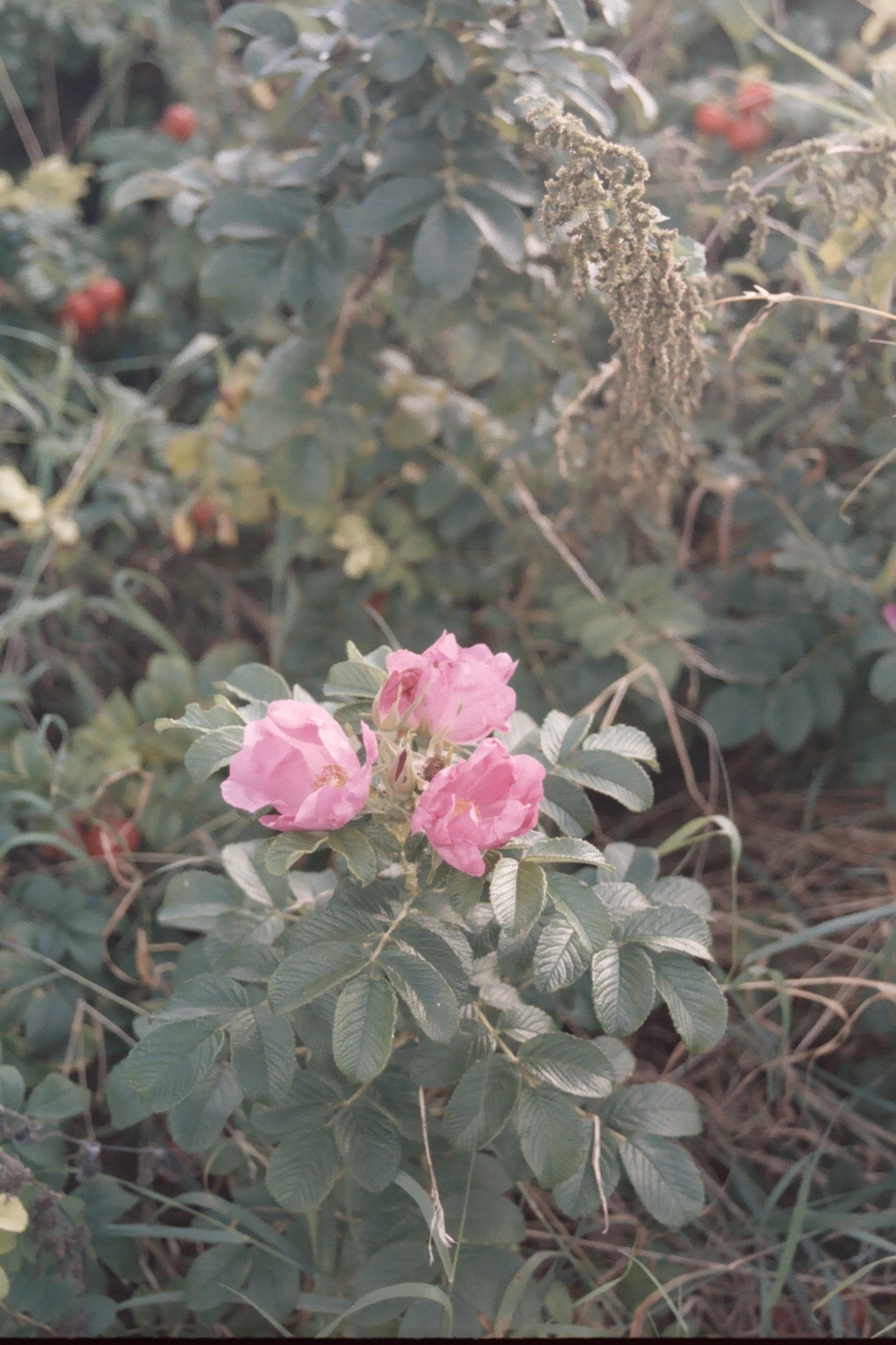 Praxis für Psychotherapie Dr. Christiane Willers, Heidingsfelderweg 47 in Eichstätt